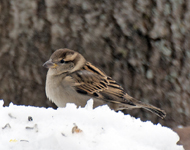 House Sparrow 5872